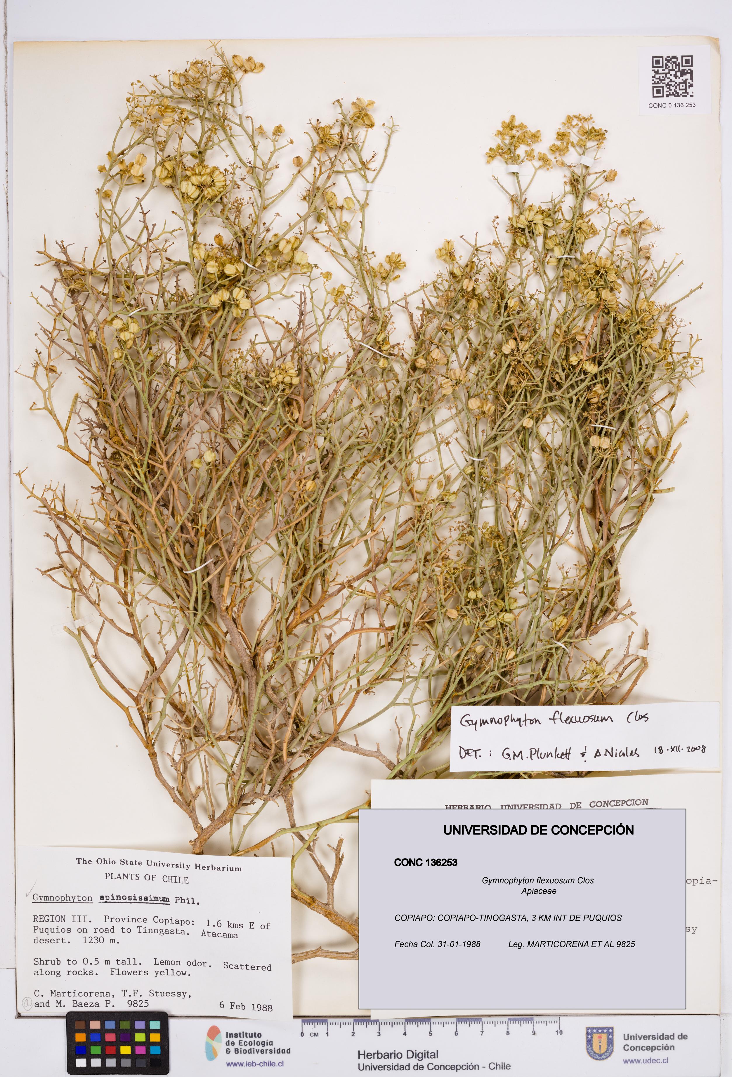 Gymnophyton flexuosum [Espécimen: ]
