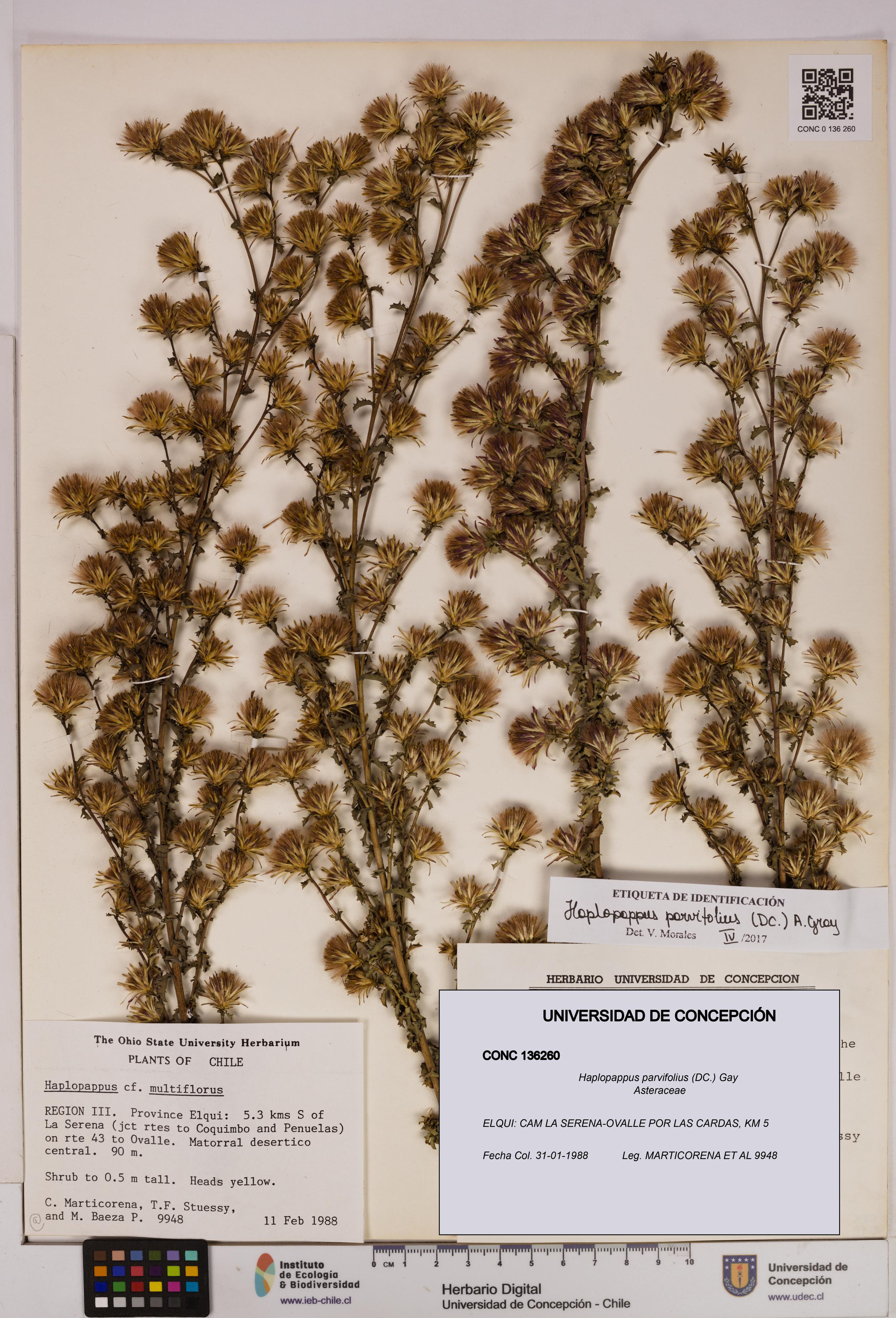 Haplopappus parvifolius [Espécimen: UDEC:CONC:0136260]