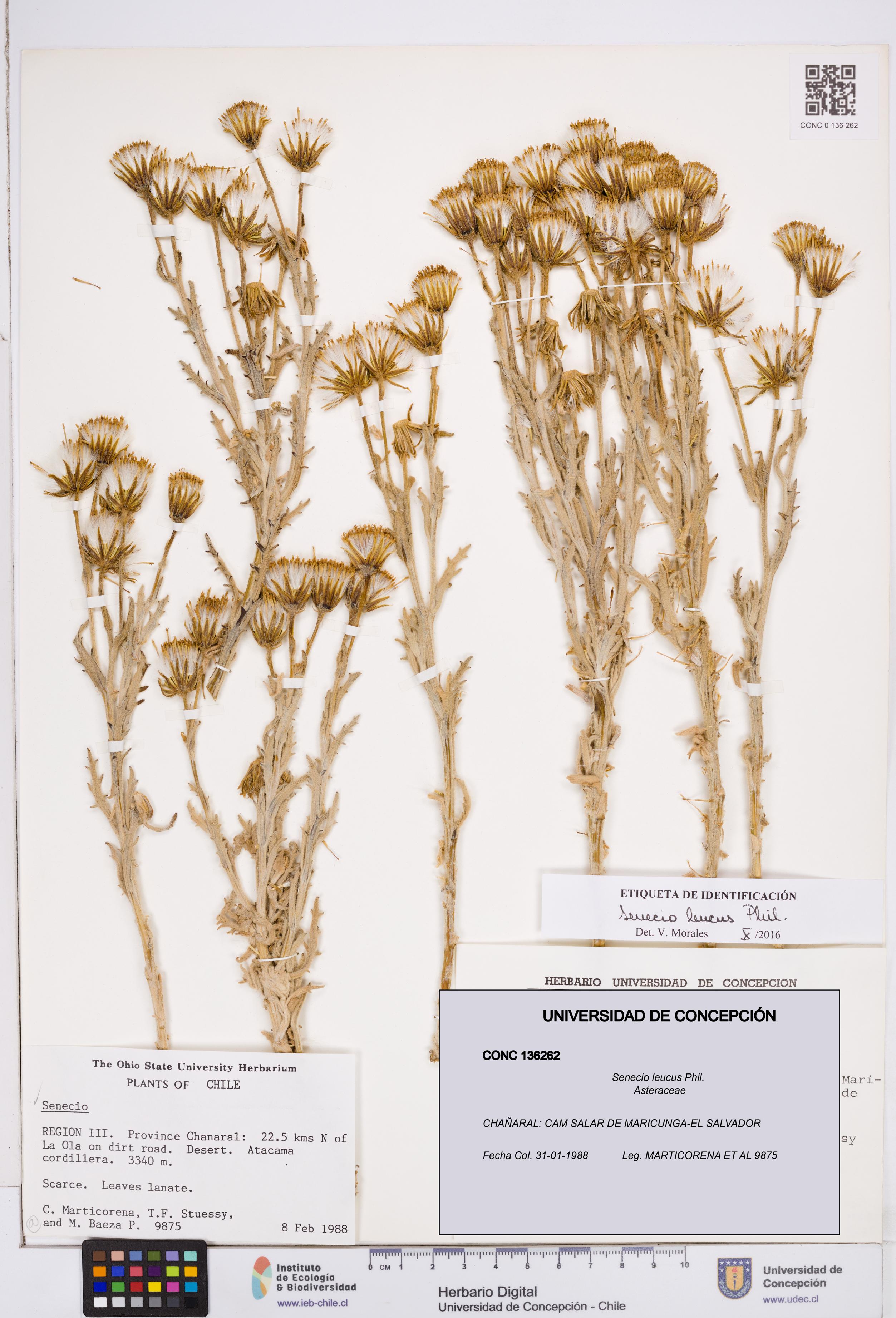Senecio leucus [Espécimen: ]