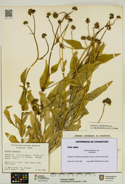Encelia canescens [Espécimen: UDEC:CONC:0136263]