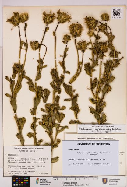 Haplopappus baylahuen subsp. baylahuen [Espécimen: UDEC:CONC:0136268]