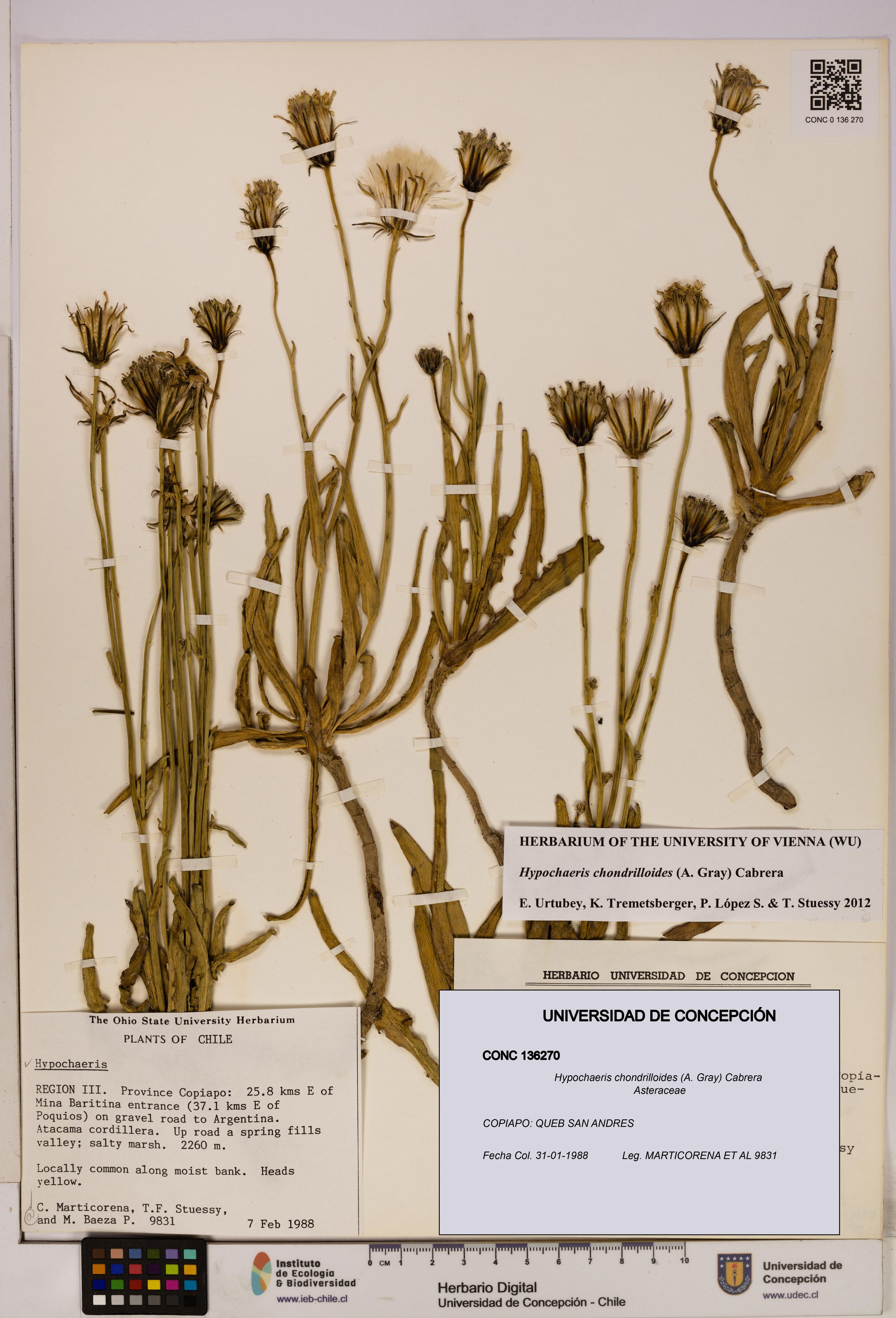 Hypochaeris chondrilloides [Espécimen: UDEC:CONC:0136270]