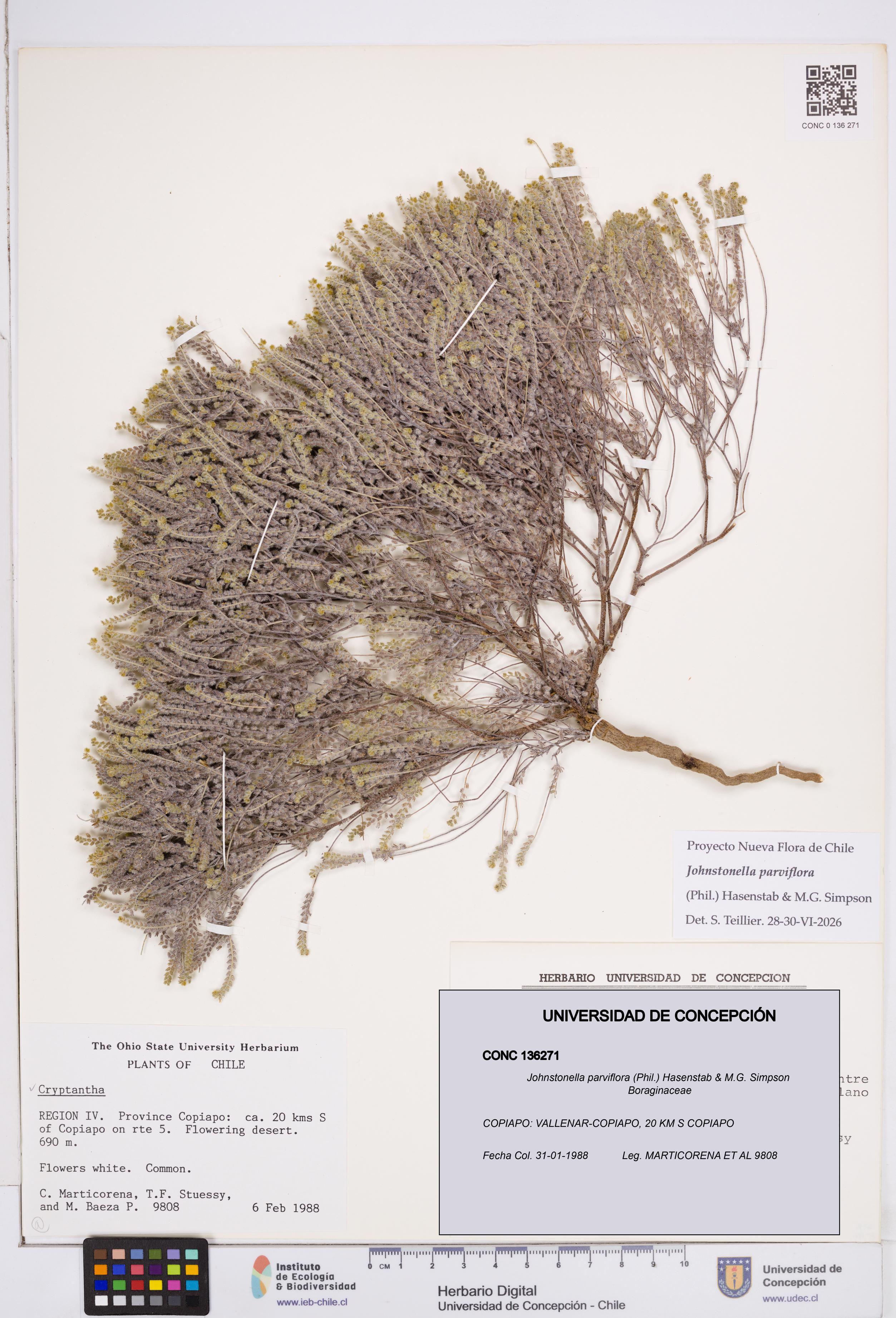 Johnstonella parviflora [Espécimen: ]