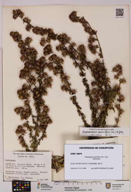 Haplopappus parvifolius [Espécimen: UDEC:CONC:0136273]