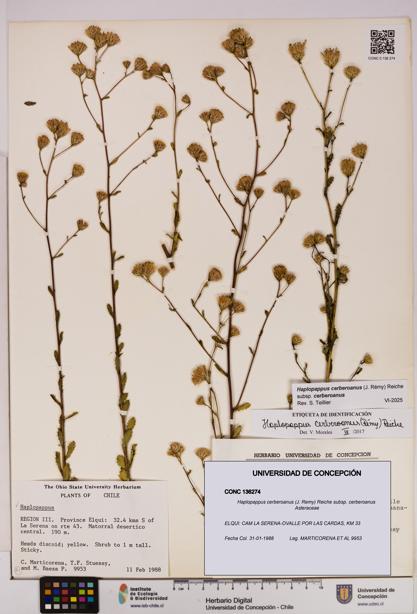 Haplopappus cerberoanus subsp. cerberoanus [Espécimen: UDEC:CONC:0136274]