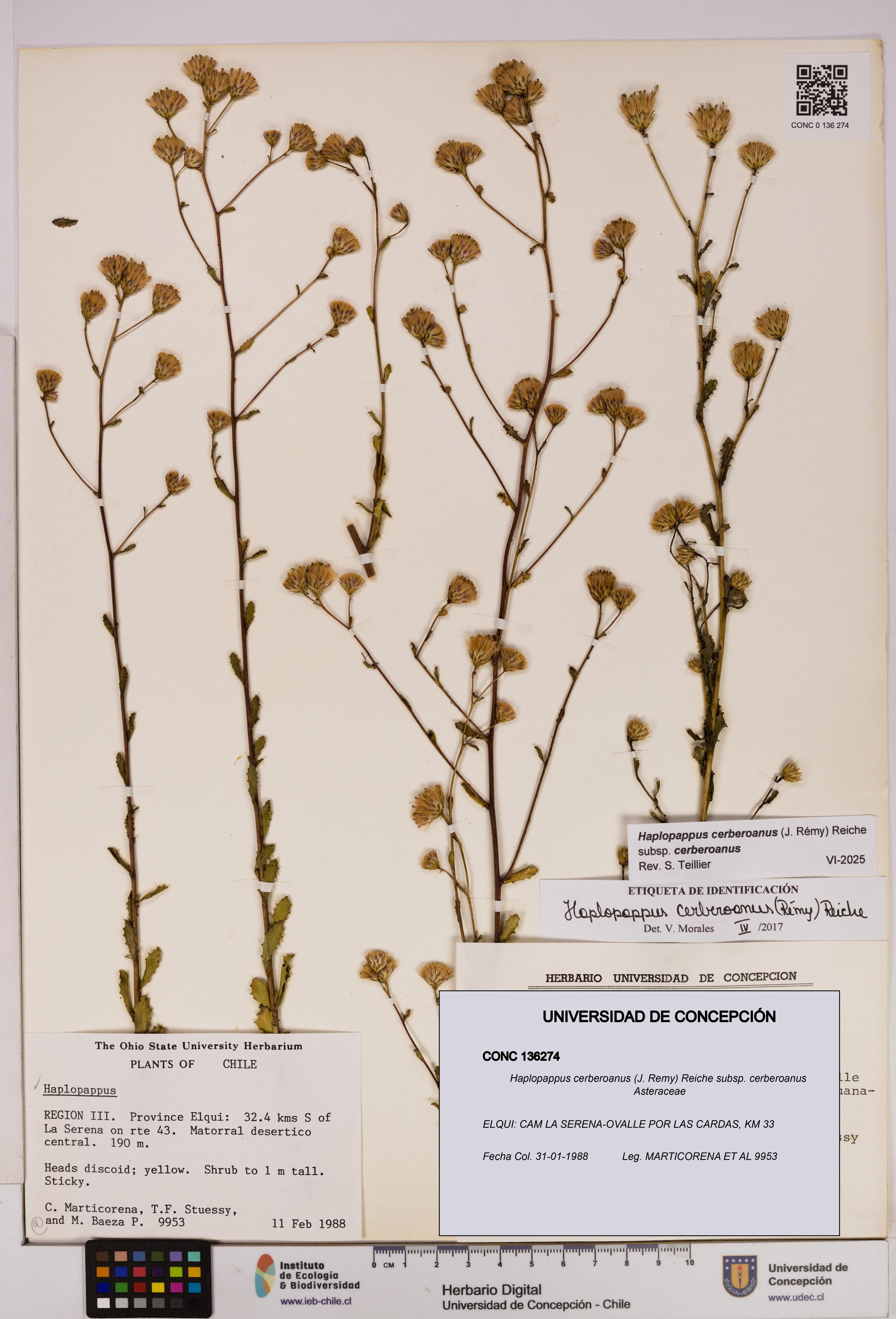 Haplopappus cerberoanus subsp. cerberoanus [Espécimen: UDEC:CONC:0136274]