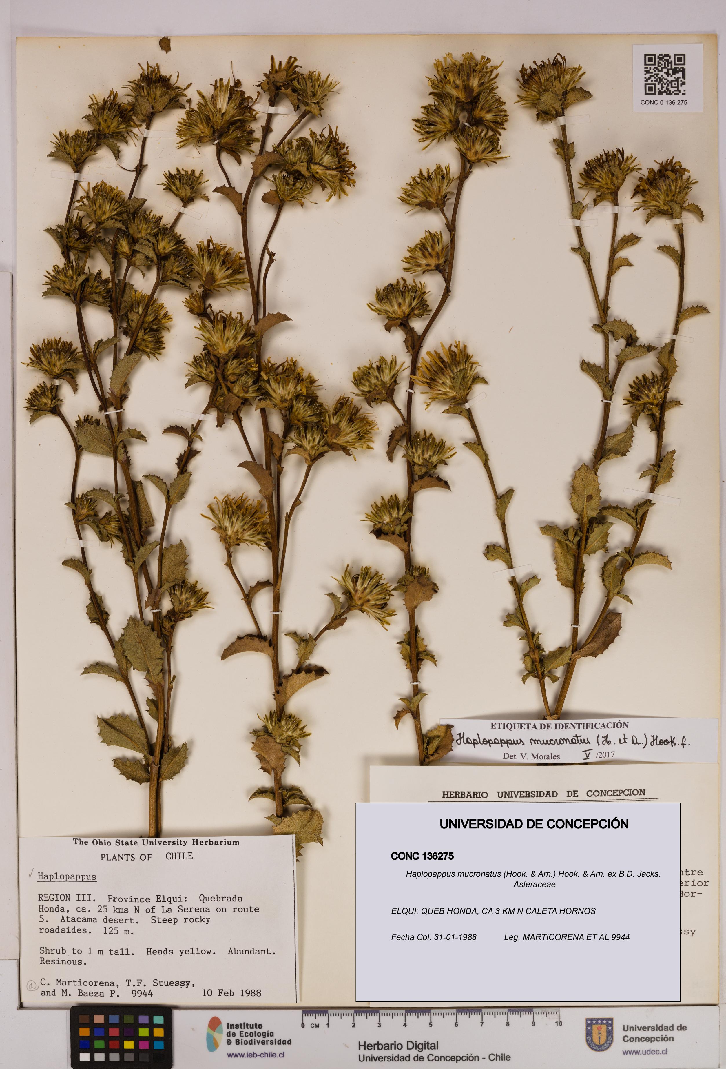 Haplopappus mucronatus [Espécimen: UDEC:CONC:0136275]