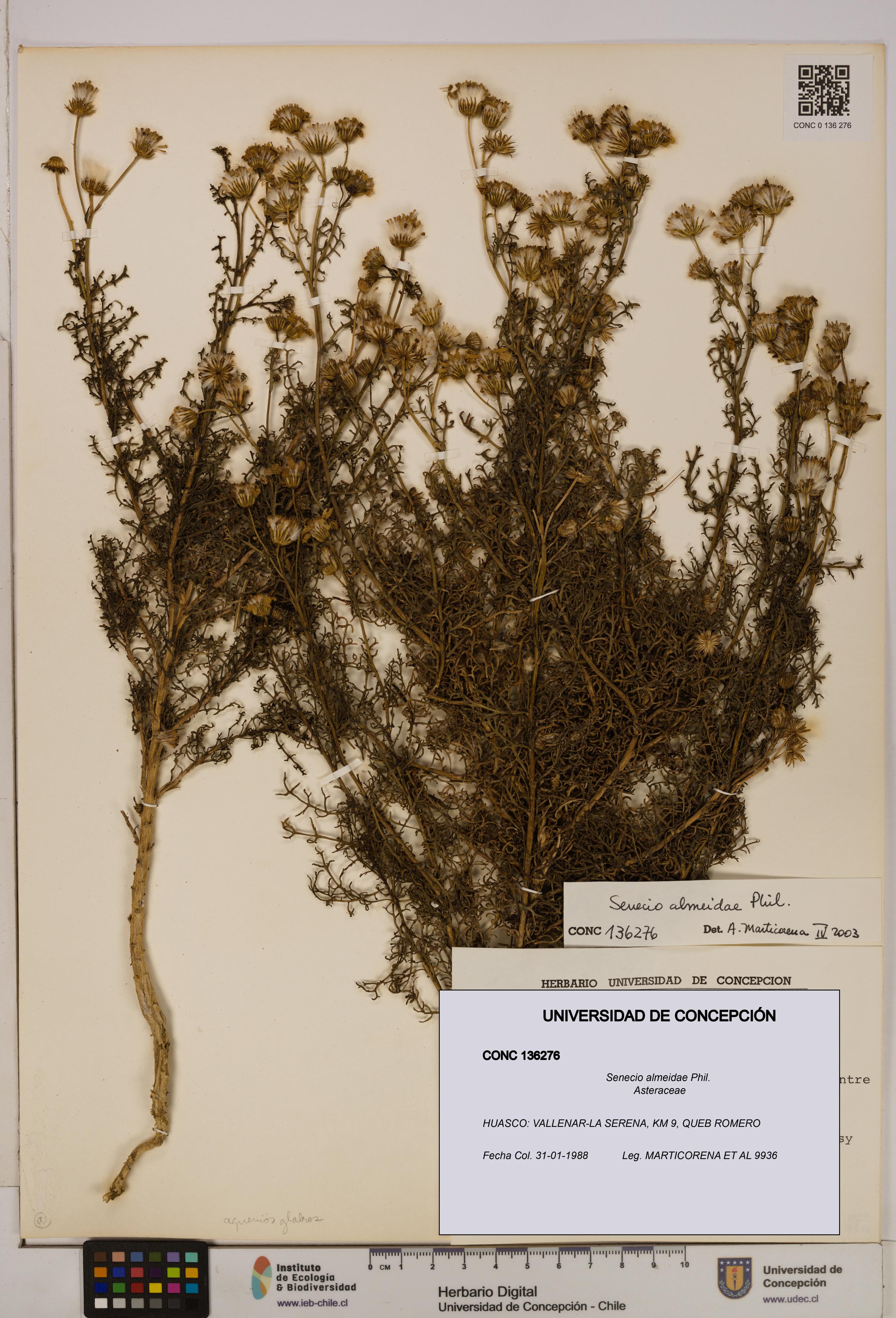 Senecio almeidae [Espécimen: UDEC:CONC:0136276]