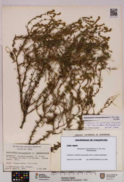 Heliotropium chenopodiaceum [Espécimen: UDEC:CONC:0136278]