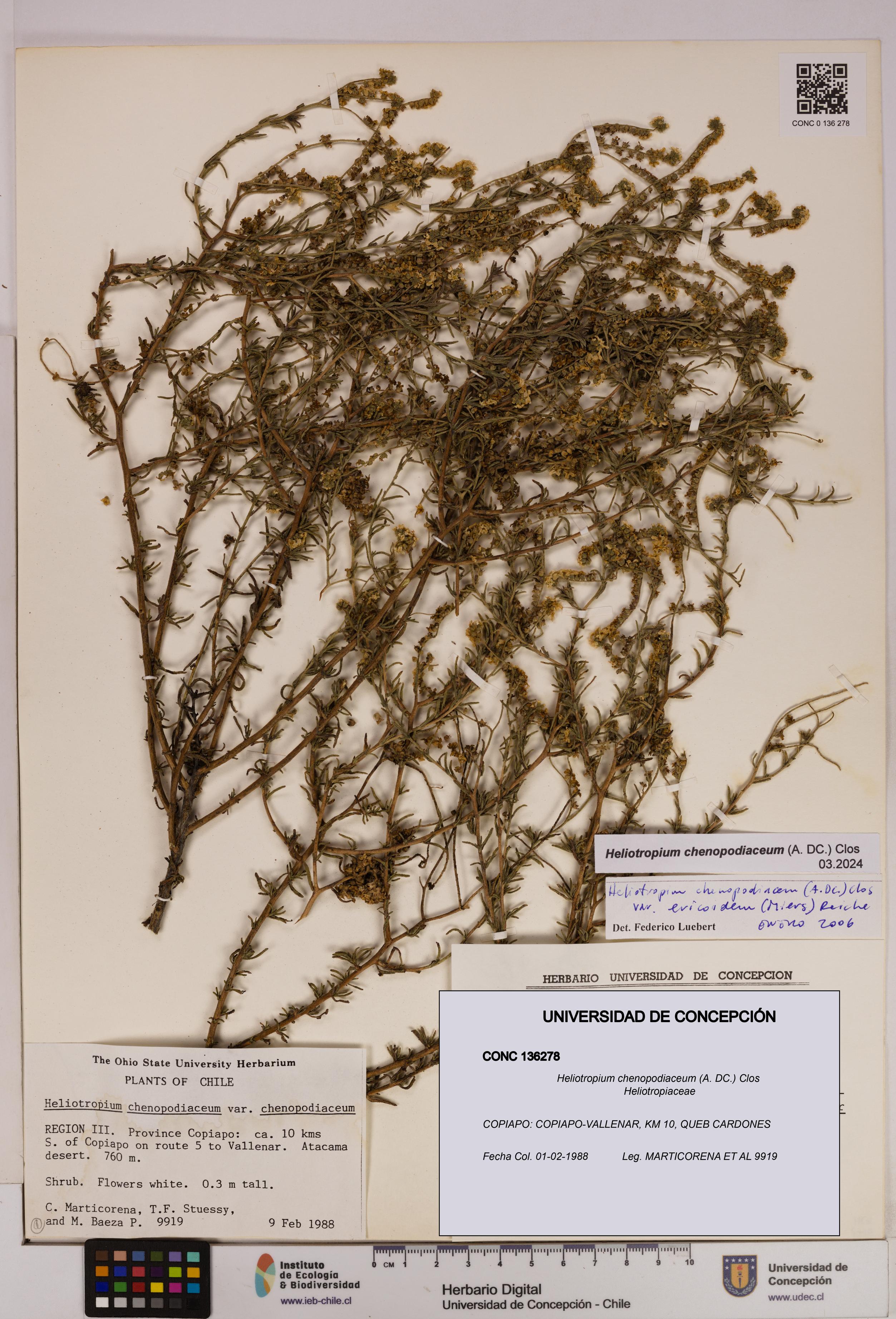 Heliotropium chenopodiaceum [Espécimen: UDEC:CONC:0136278]