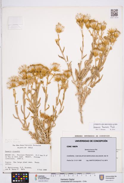 Senecio leucus [Espécimen: ]