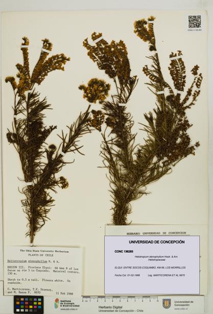 Heliotropium stenophyllum [Espécimen: UDEC:CONC:0136283]
