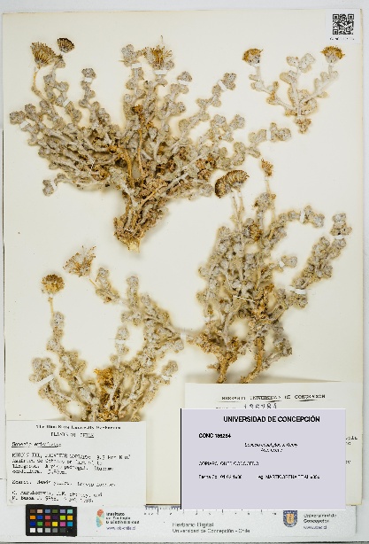 Senecio eriophyton [Espécimen: UDEC:CONC:0136284]