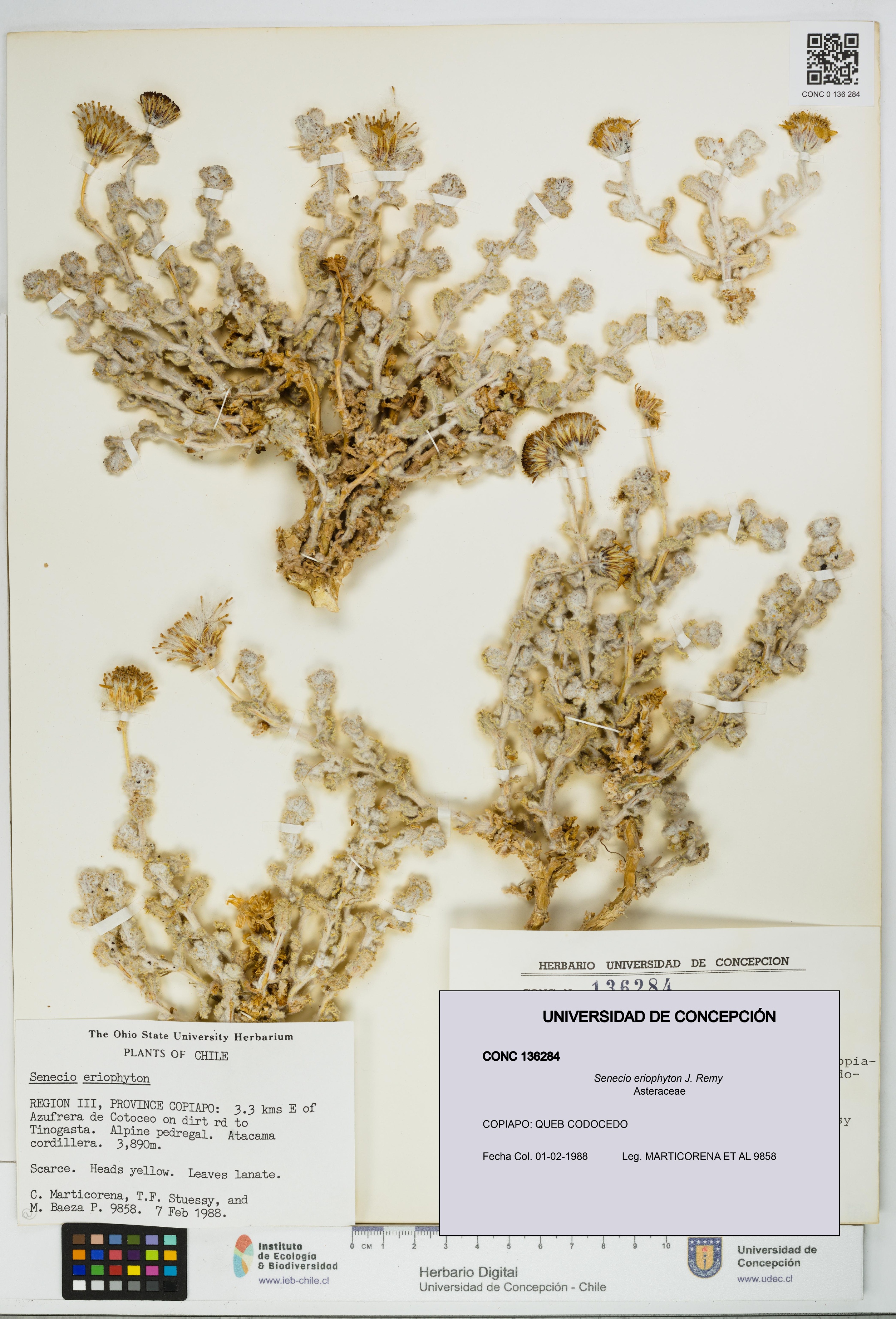 Senecio eriophyton [Espécimen: UDEC:CONC:0136284]