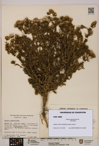 Senecio adenotrichius [Espécimen: UDEC:CONC:0136288]