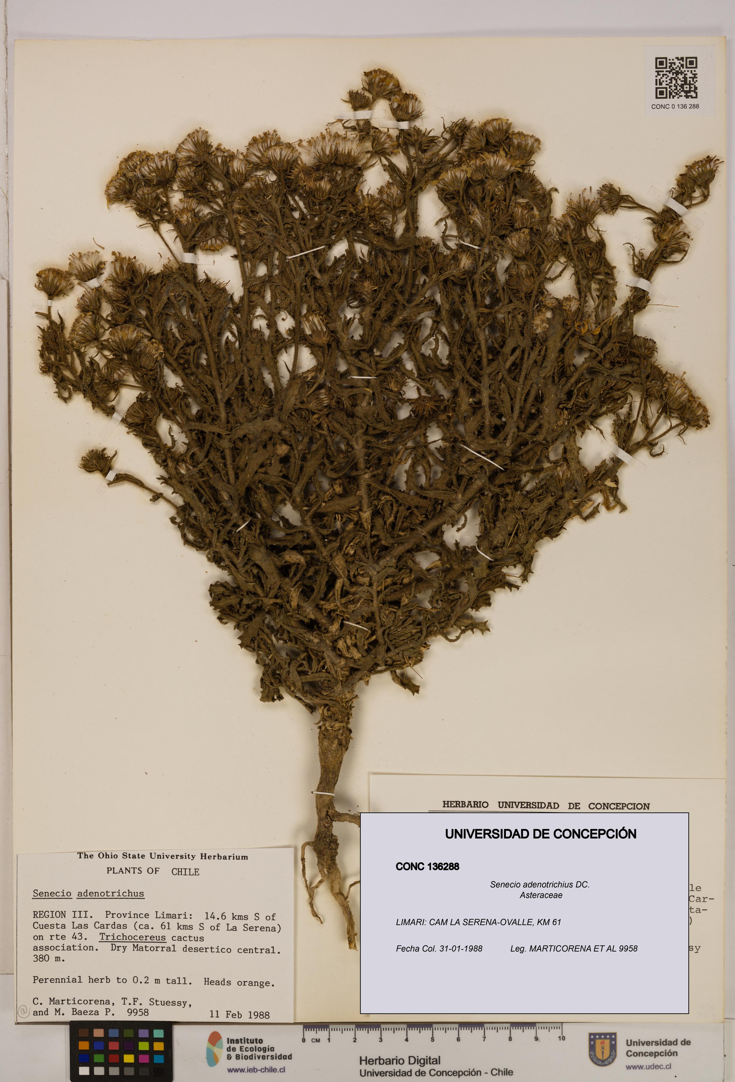 Senecio adenotrichius [Espécimen: UDEC:CONC:0136288]