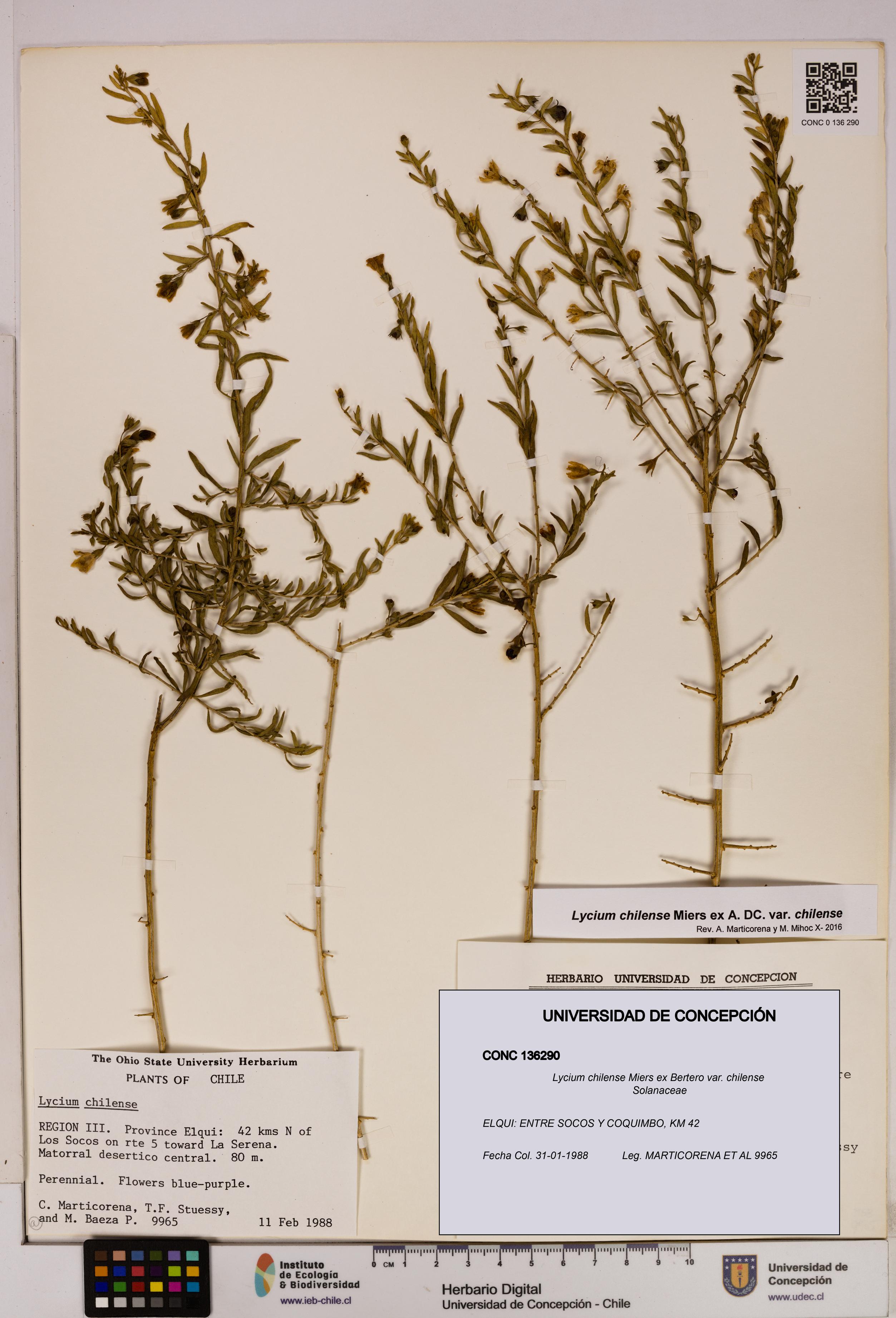 Lycium chilense var. chilense [Espécimen: UDEC:CONC:0136290]