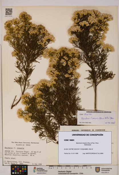 Baccharis linearis [Espécimen: UDEC:CONC:0136291]