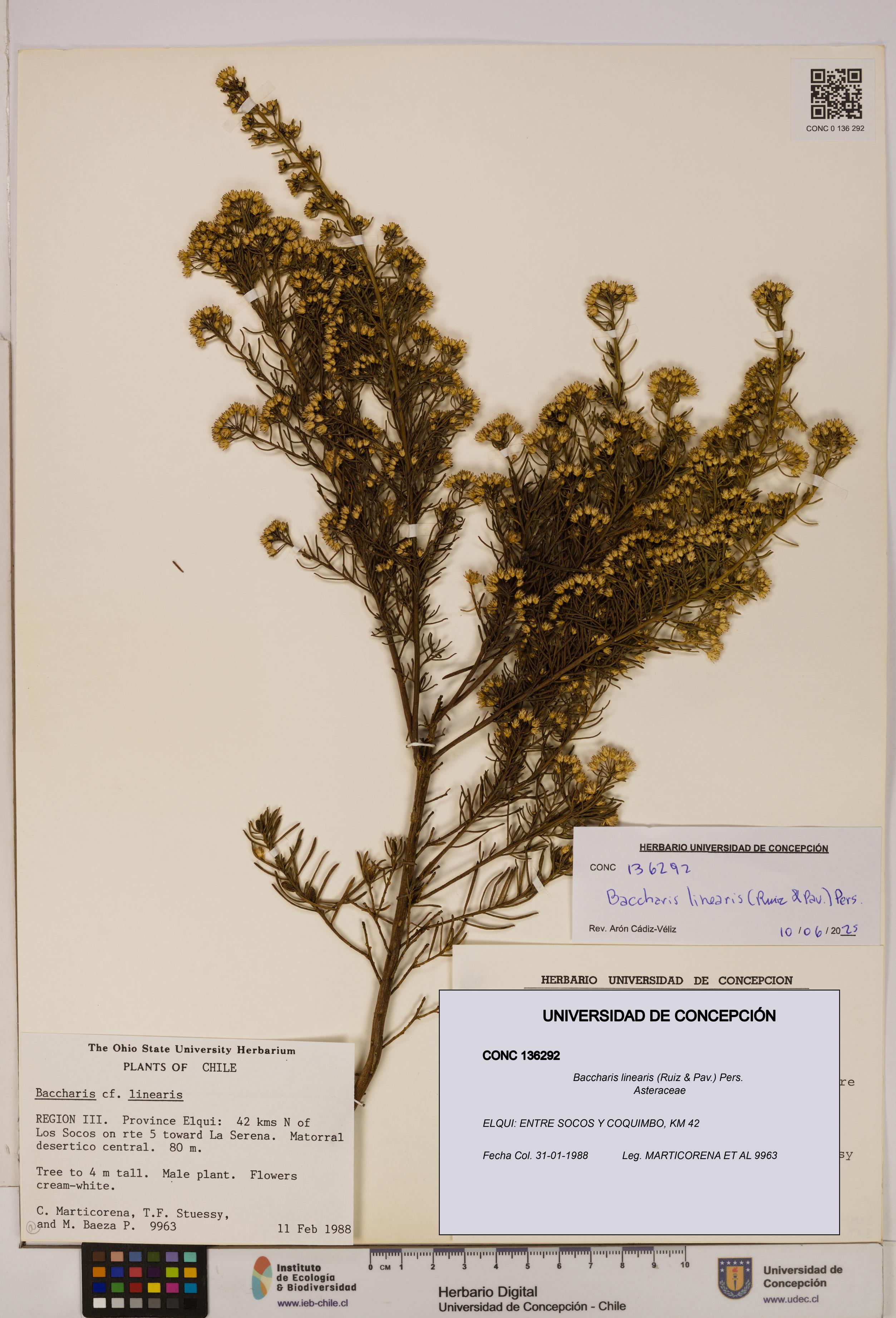 Baccharis linearis [Espécimen: UDEC:CONC:0136292]