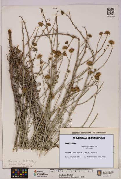 Erigeron fasciculatus [Espécimen: UDEC:CONC:0136299]