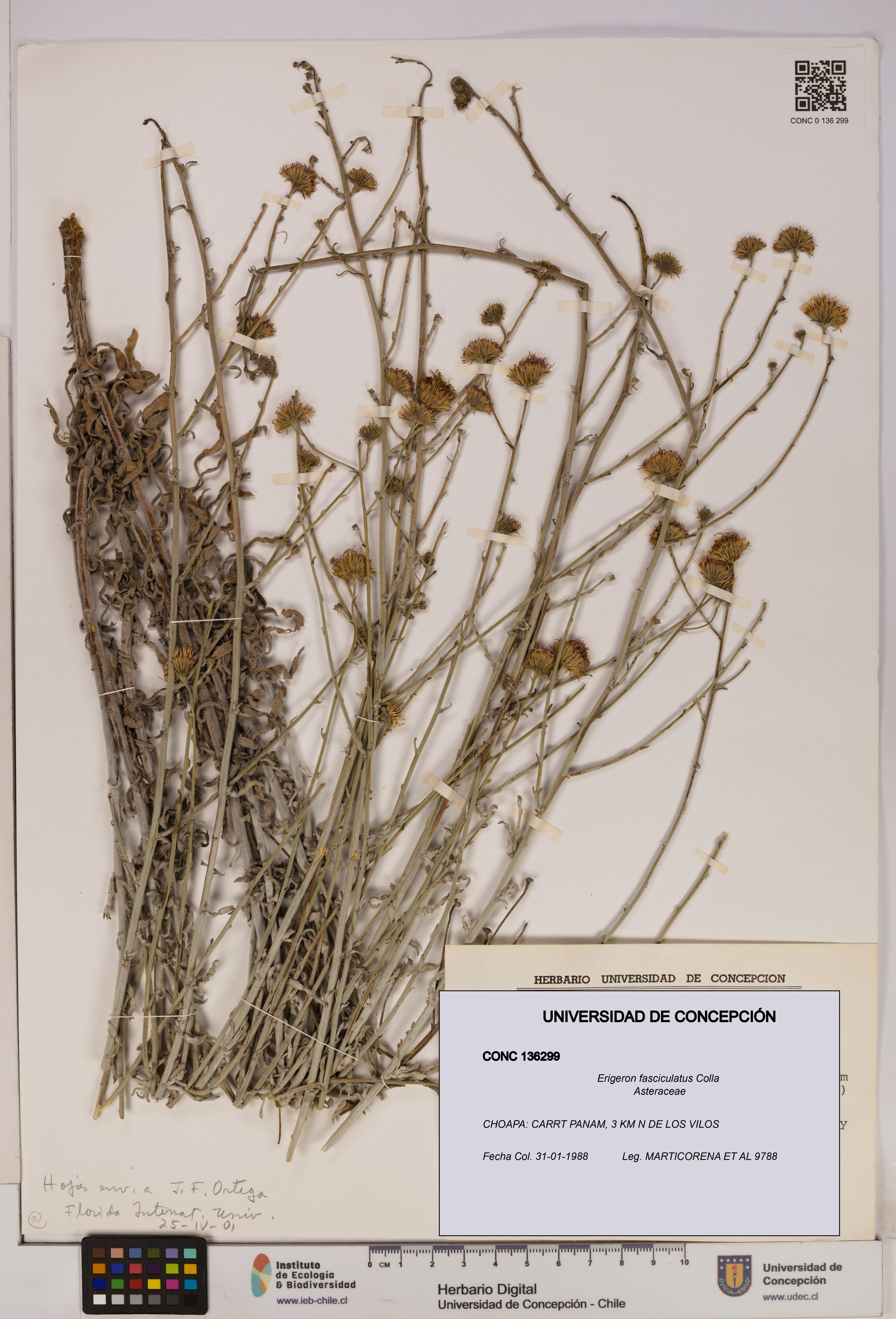 Erigeron fasciculatus [Espécimen: UDEC:CONC:0136299]