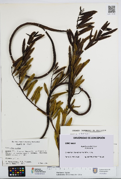 Skytanthus acutus [Espécimen: UDEC:CONC:0136301]