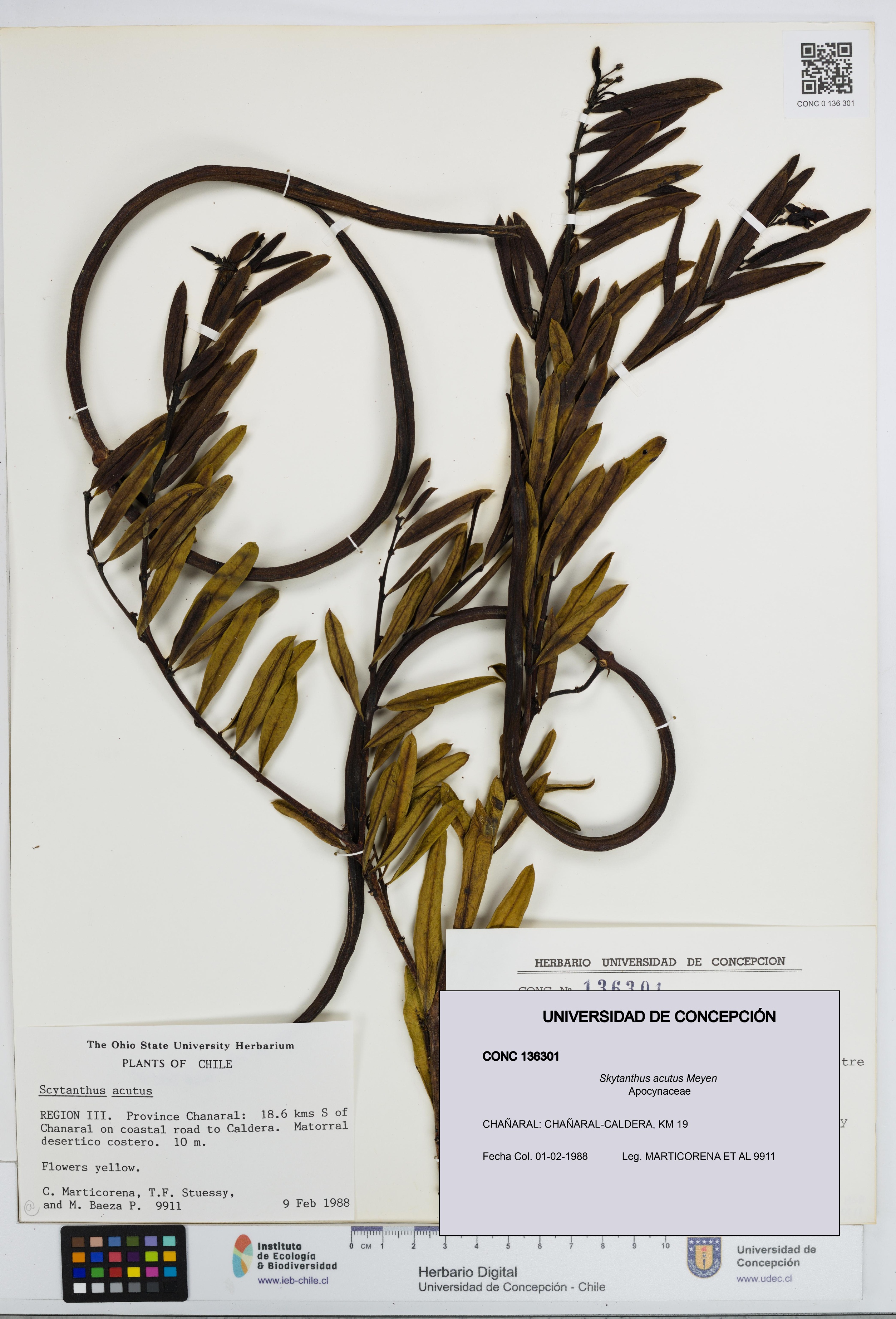 Skytanthus acutus [Espécimen: UDEC:CONC:0136301]