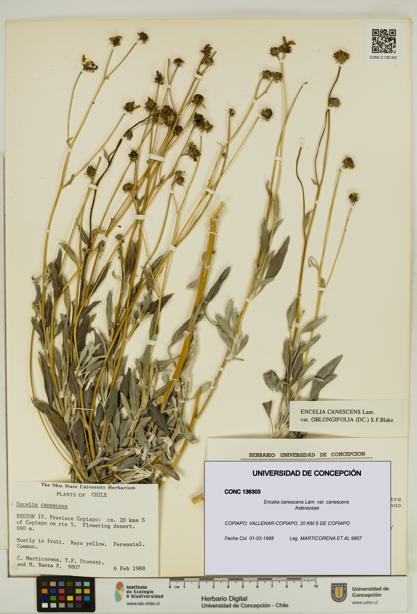 Encelia canescens [Espécimen: UDEC:CONC:0136303]