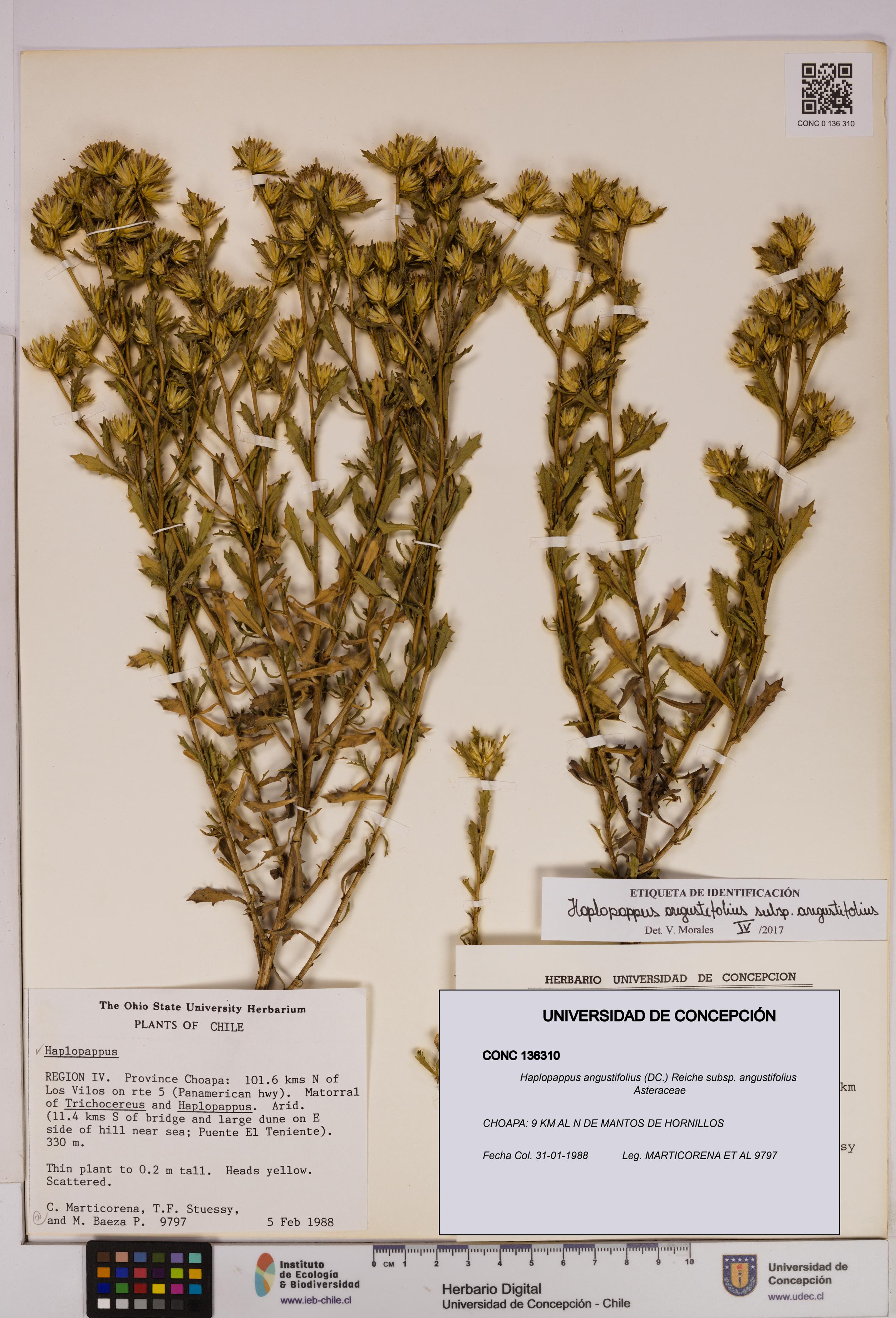 Haplopappus angustifolius subsp. angustifolius [Espécimen: UDEC:CONC:0136310]