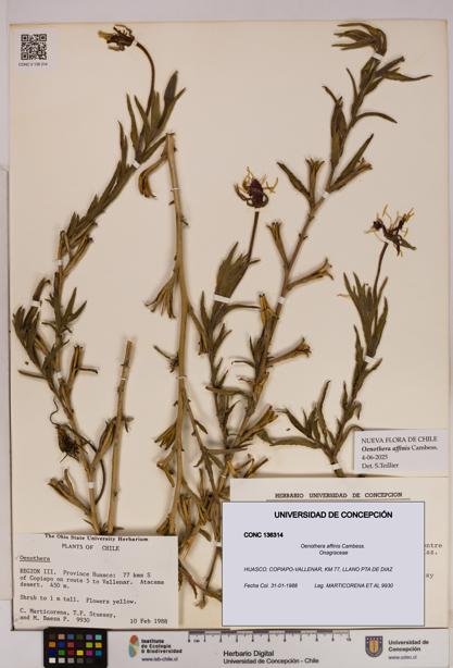 Oenothera affinis [Espécimen: UDEC:CONC:0136314]