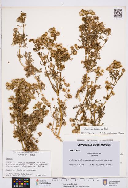 Senecio troncosii [Espécimen: ]