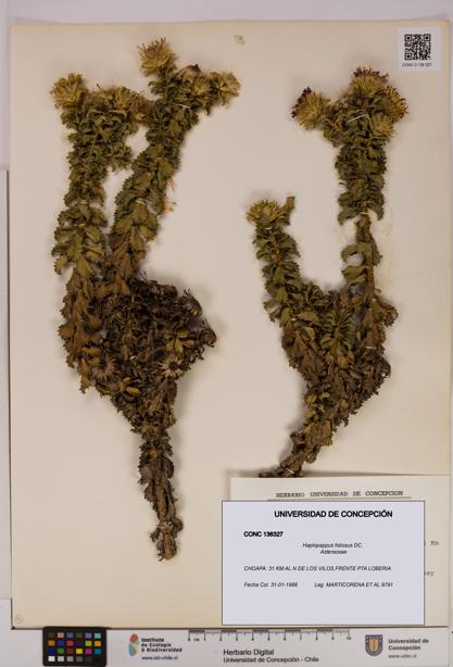 Haplopappus foliosus [Espécimen: UDEC:CONC:0136327]