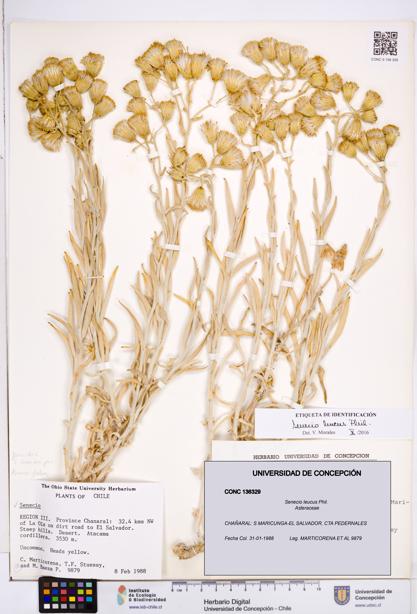 Senecio leucus [Espécimen: ]