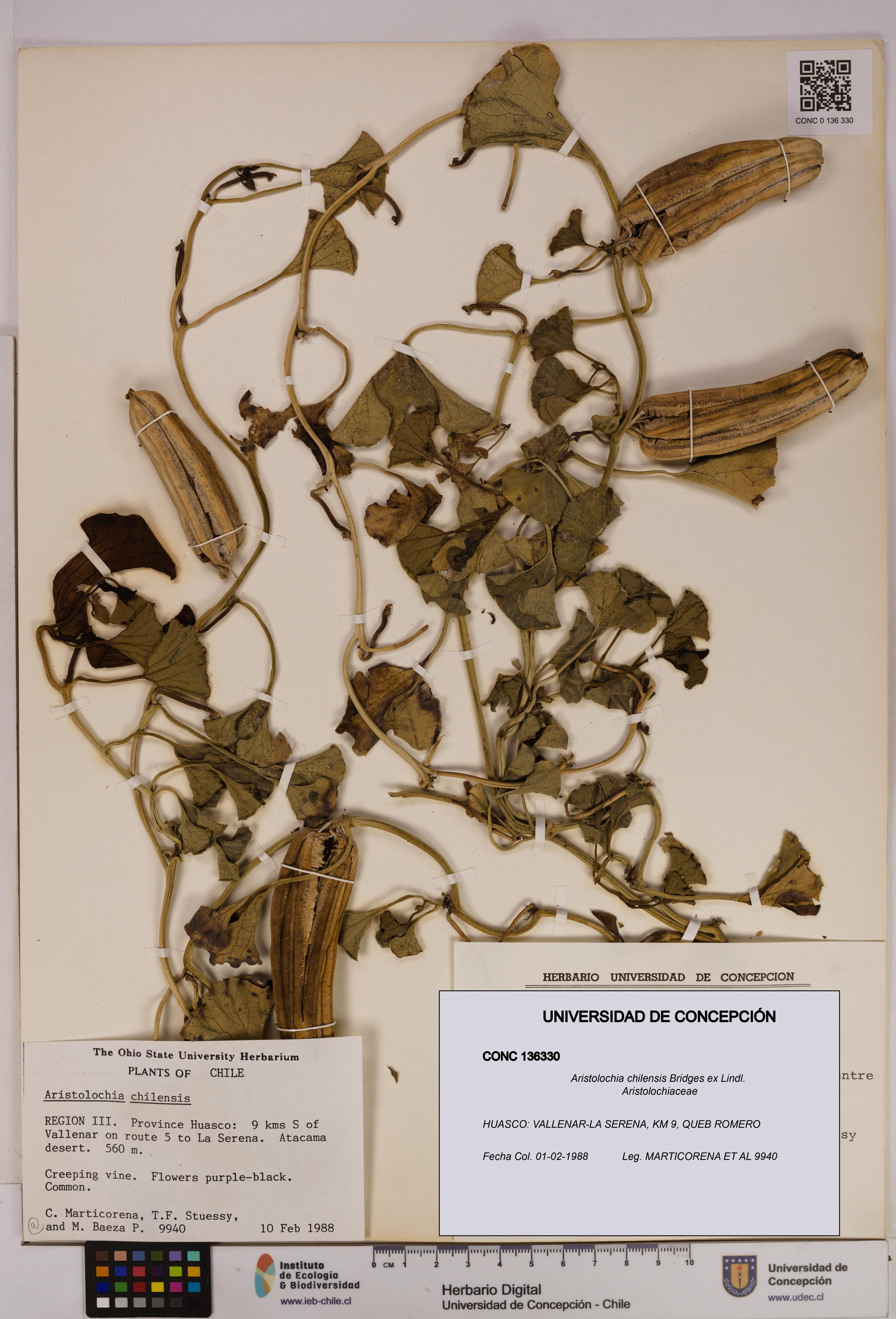 Aristolochia chilensis [Espécimen: UDEC:CONC:0136330]