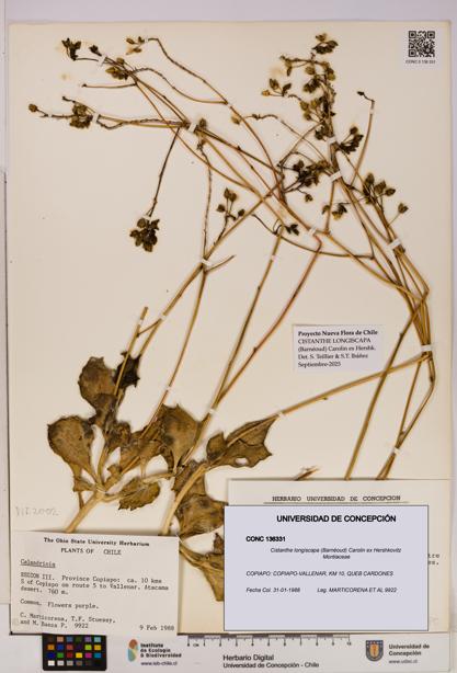 Cistanthe longiscapa [Espécimen: UDEC:CONC:0136331]