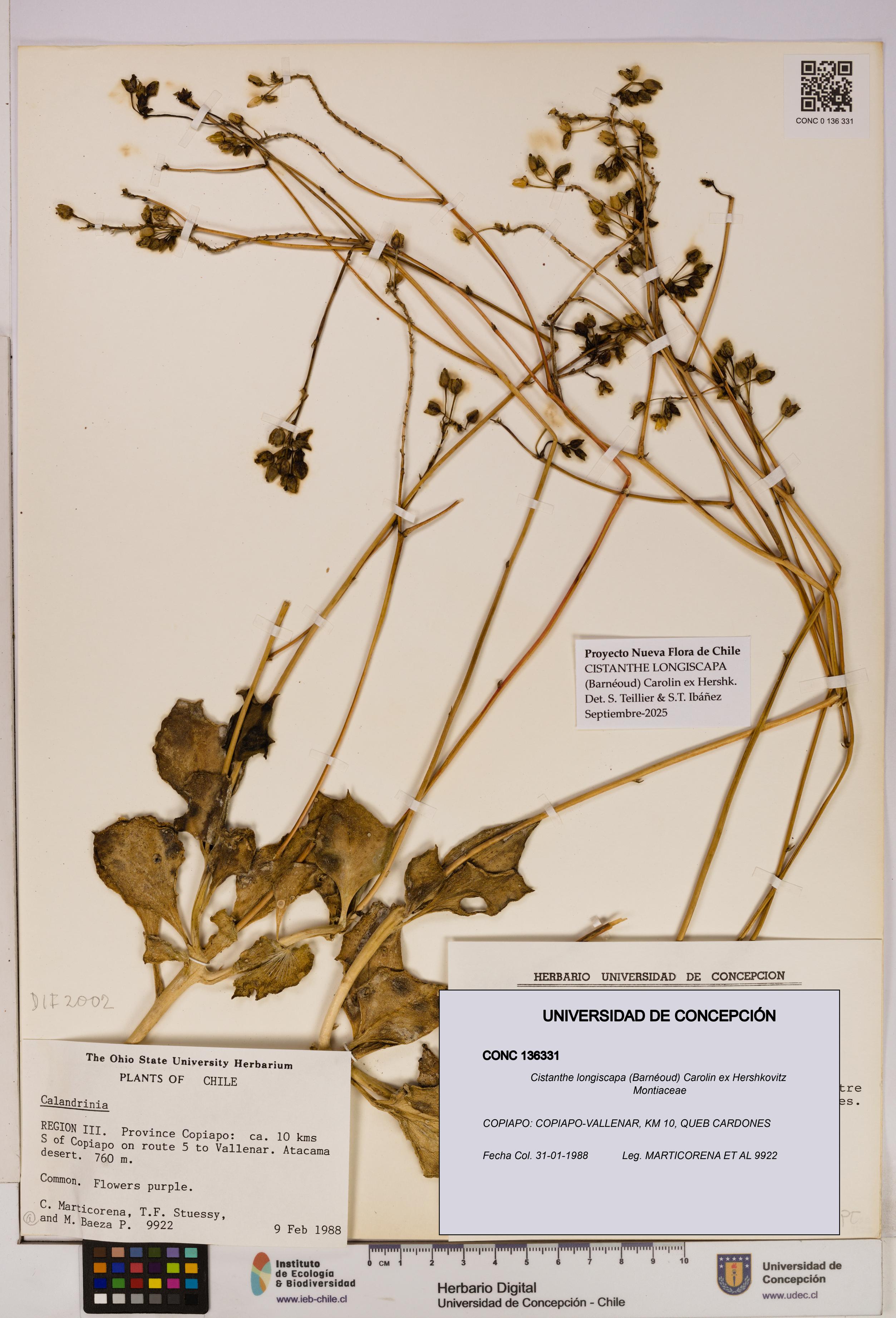 Cistanthe longiscapa [Espécimen: UDEC:CONC:0136331]