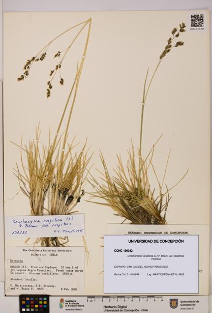 Deschampsia cespitosa var. cespitosa [Espécimen: UDEC:CONC:0136332]