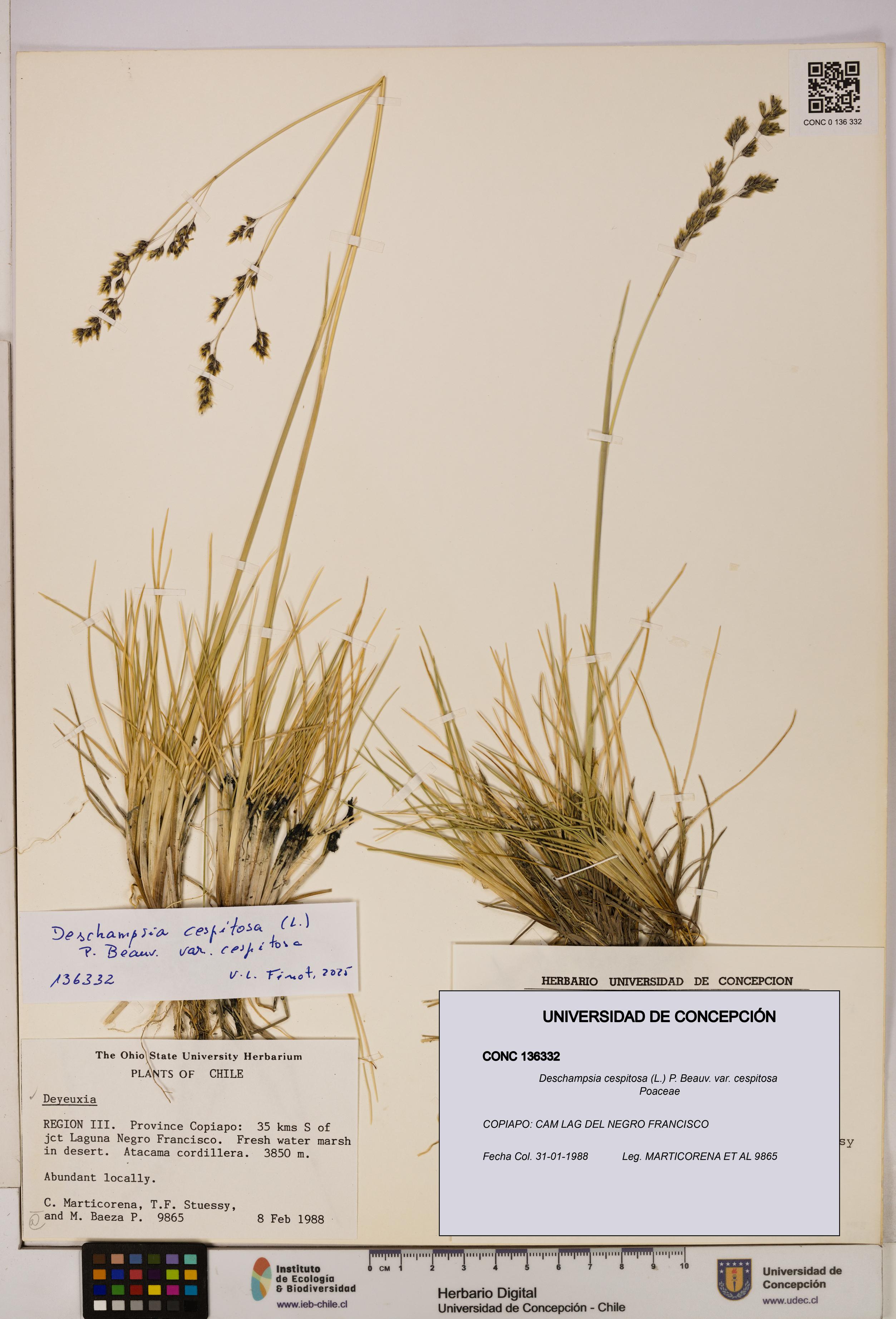 Deschampsia cespitosa var. cespitosa [Espécimen: UDEC:CONC:0136332]