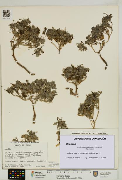 Argylia checoensis [Espécimen: UDEC:CONC:0136337]