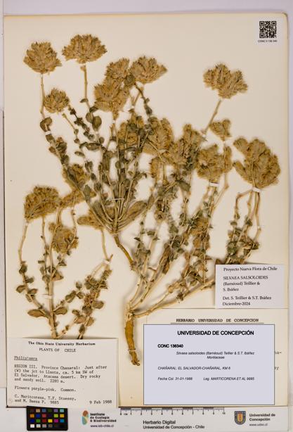 Silvaea salsoloides [Espécimen: UDEC:CONC:0136340]