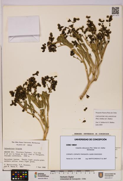 Cistanthe villanuevae [Espécimen: UDEC:CONC:0136341]