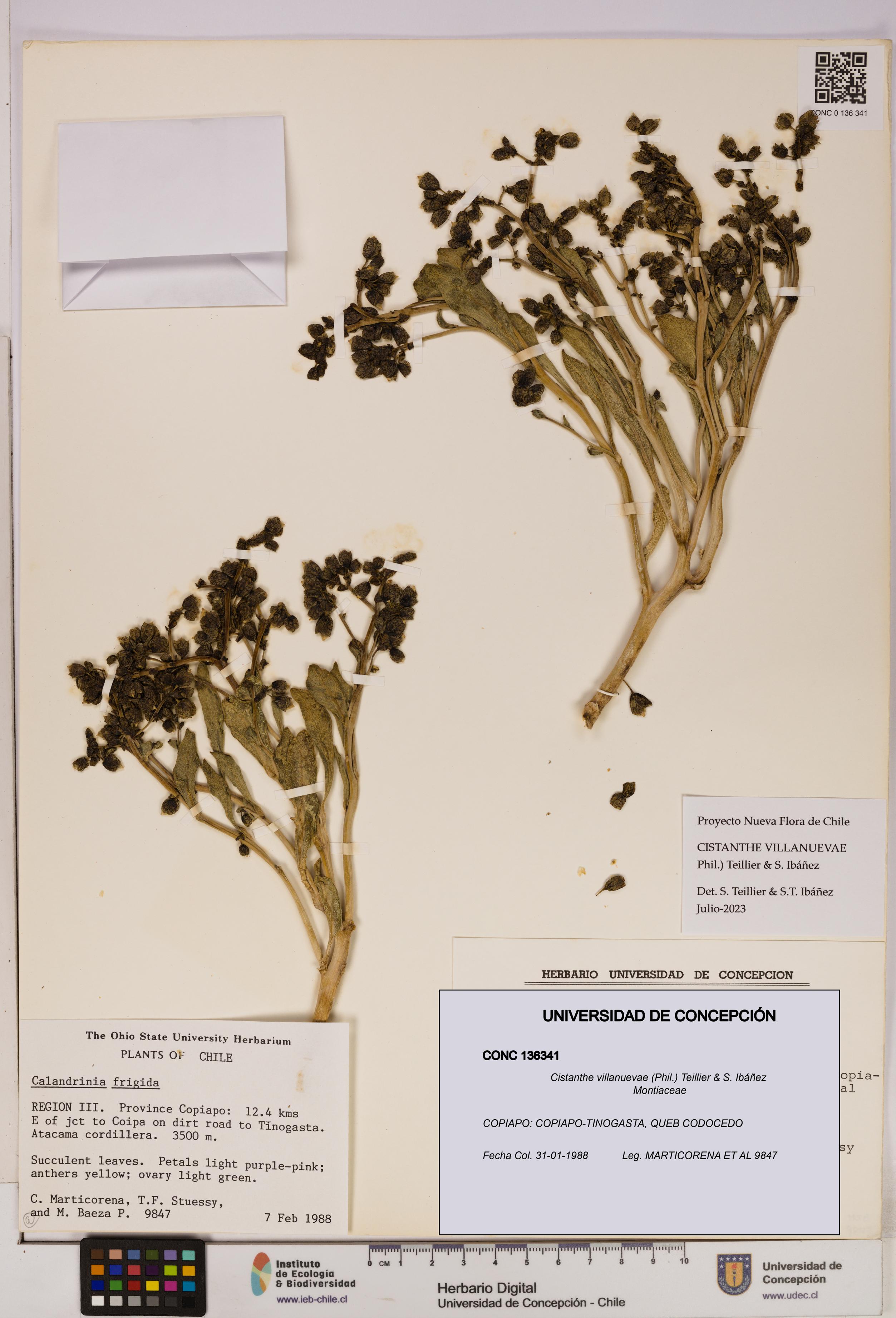 Cistanthe villanuevae [Espécimen: UDEC:CONC:0136341]