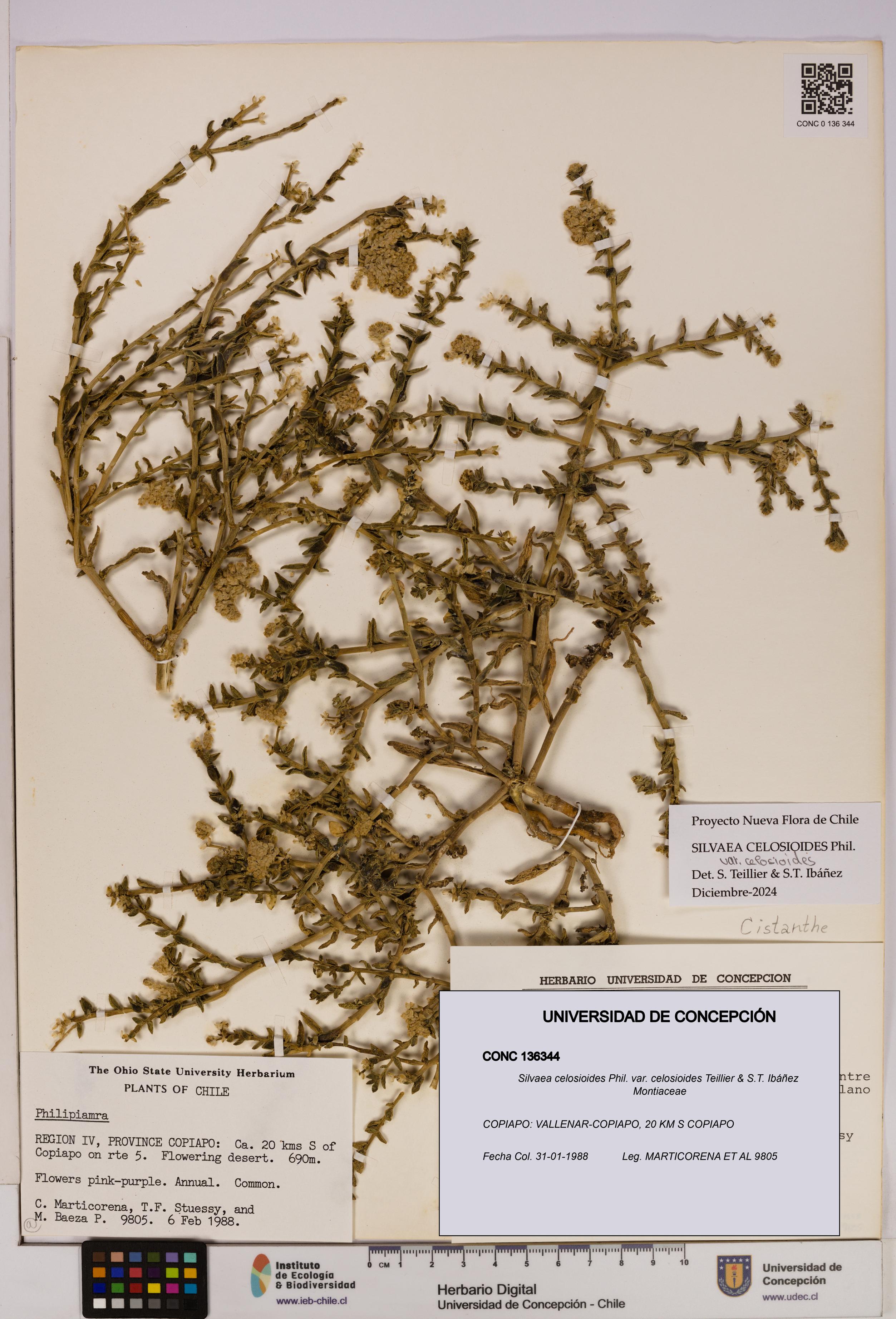 Silvaea celosioides var. celosioides [Espécimen: UDEC:CONC:0136344]