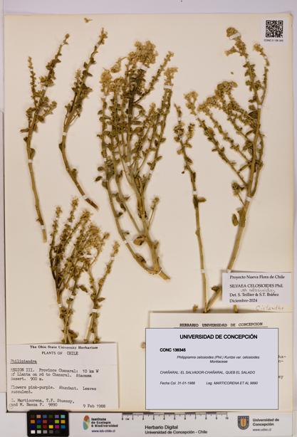 Philippiamra celosioides [Espécimen: ]