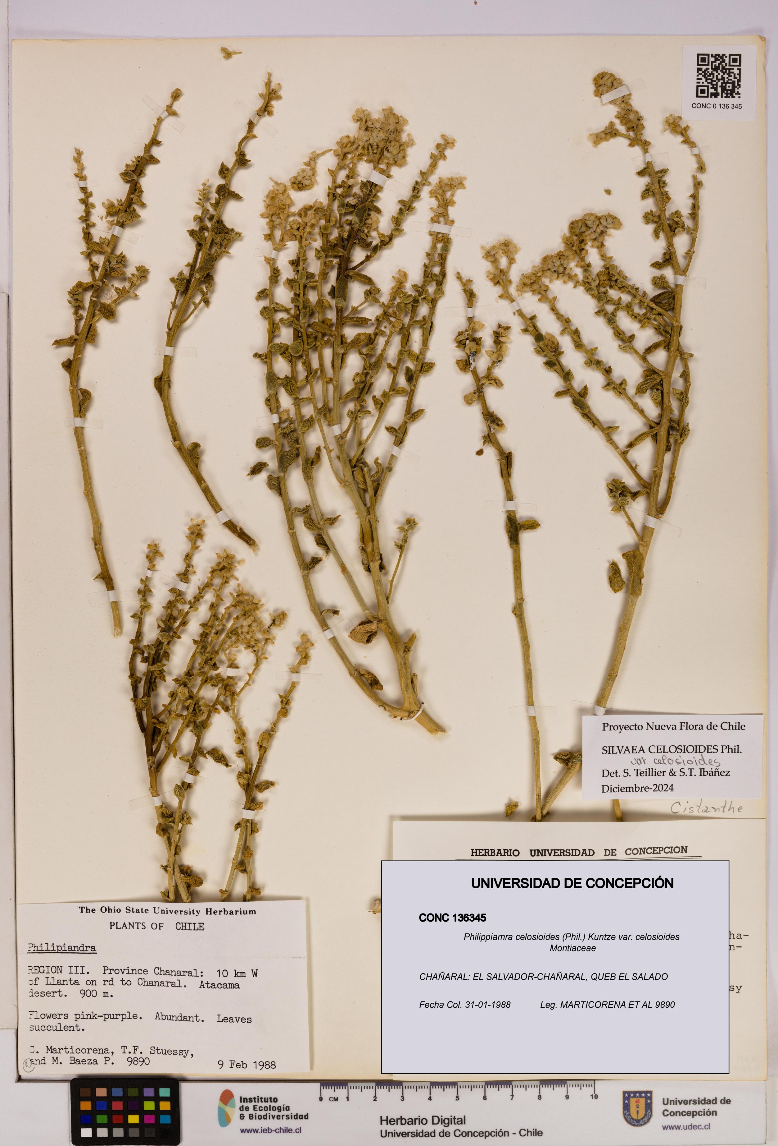 Philippiamra celosioides [Espécimen: ]