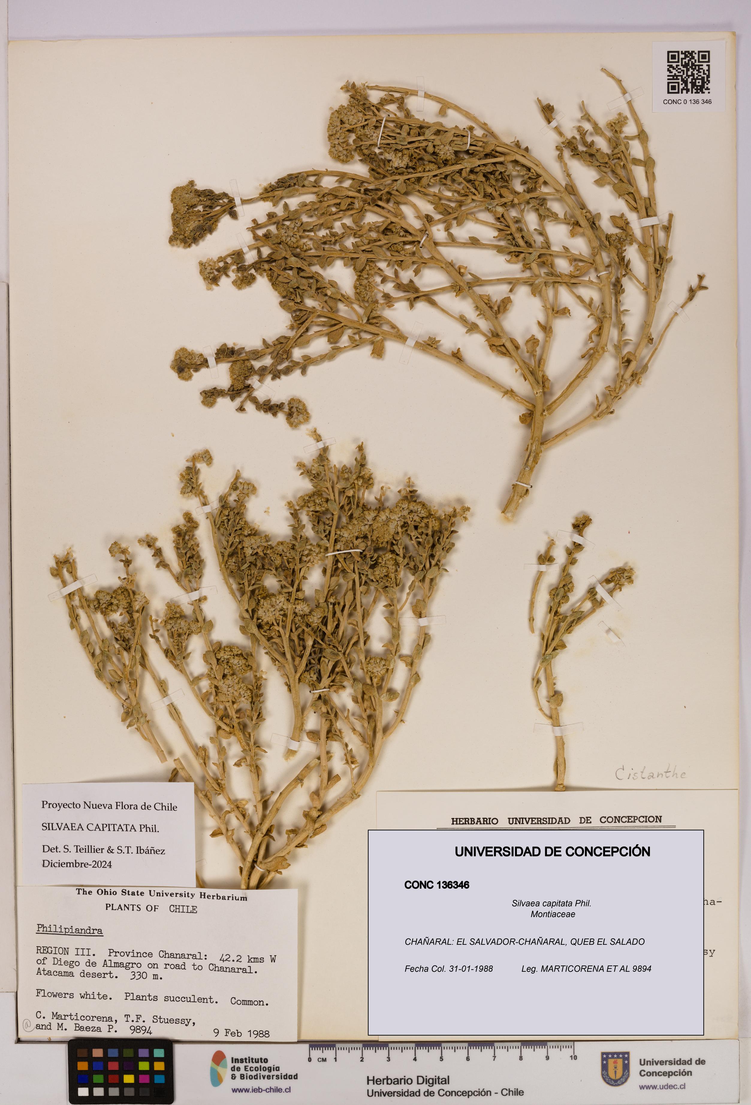 Silvaea capitata [Espécimen: UDEC:CONC:0136346]