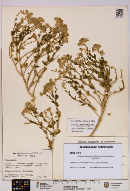 Philippiamra celosioides [Espécimen: ]