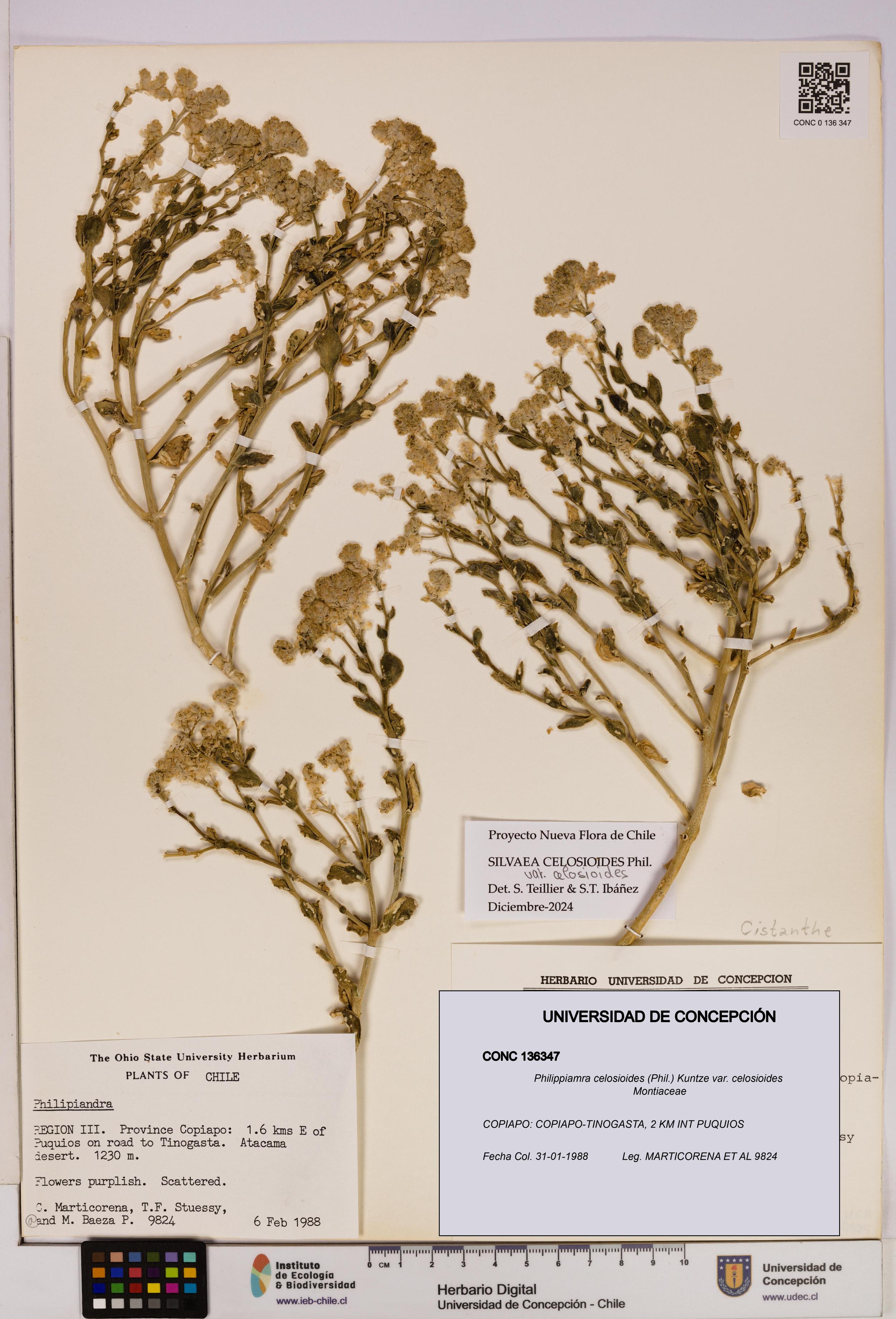 Philippiamra celosioides [Espécimen: ]