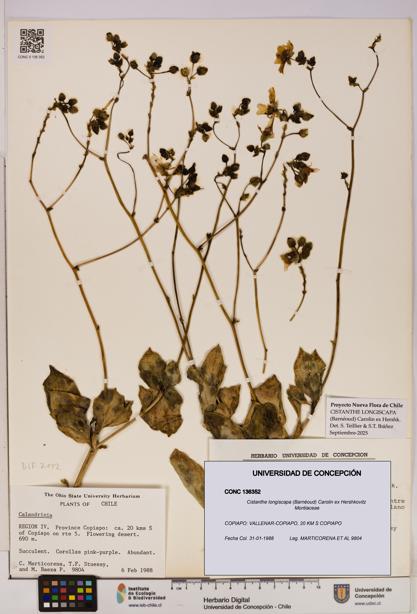 Cistanthe longiscapa [Espécimen: UDEC:CONC:0136352]