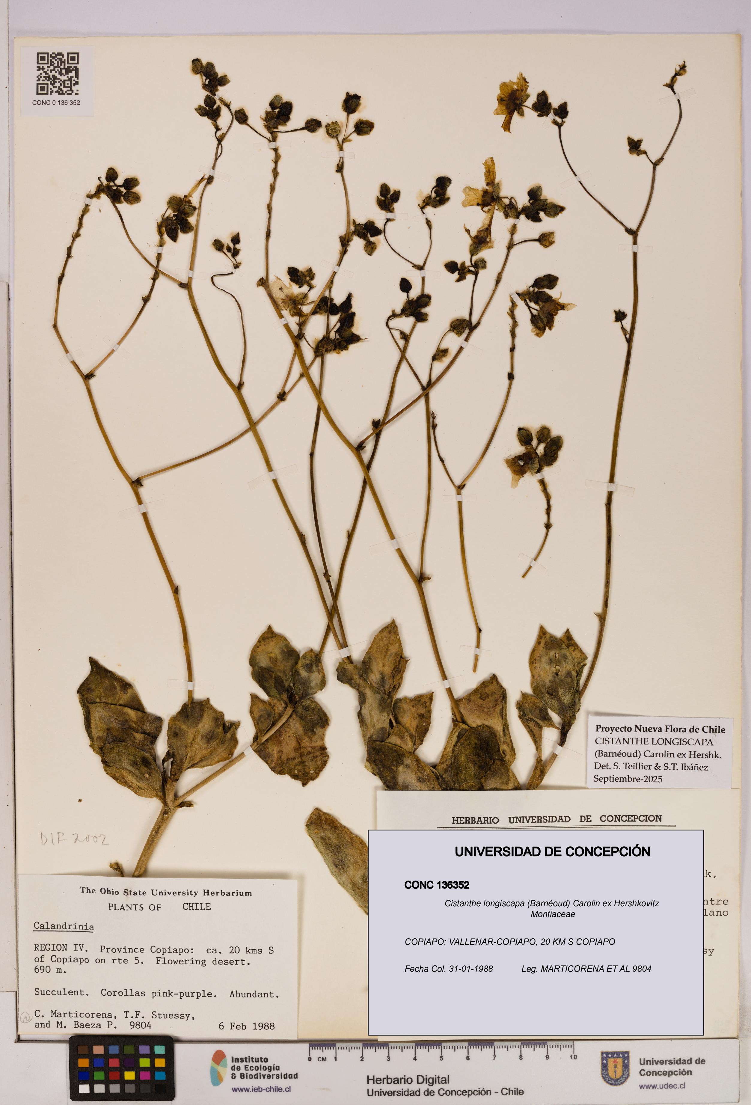 Cistanthe longiscapa [Espécimen: UDEC:CONC:0136352]